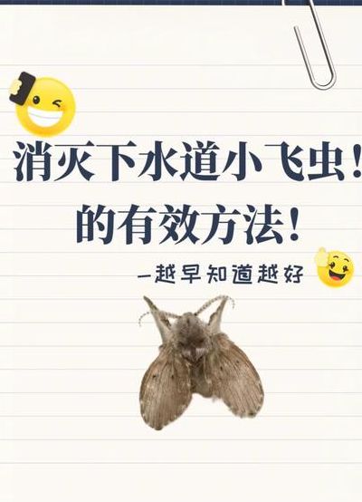 小飞虫怎么消灭小窍门（下水道小飞虫怎么消灭小窍门）