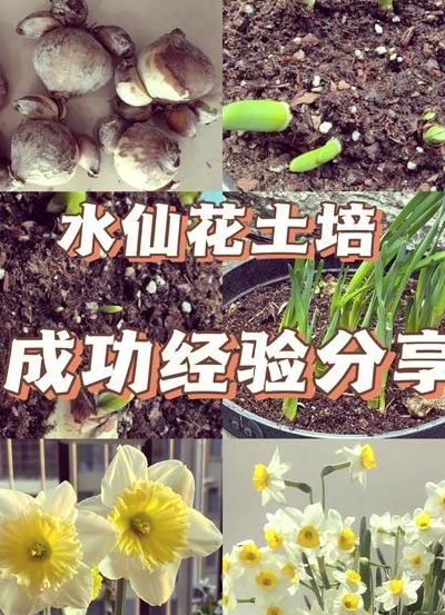 水仙开花后处理步骤图（水仙开花后如何养护）