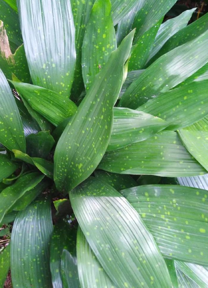 粽叶是什么植物（粽叶是什么植物的叶）