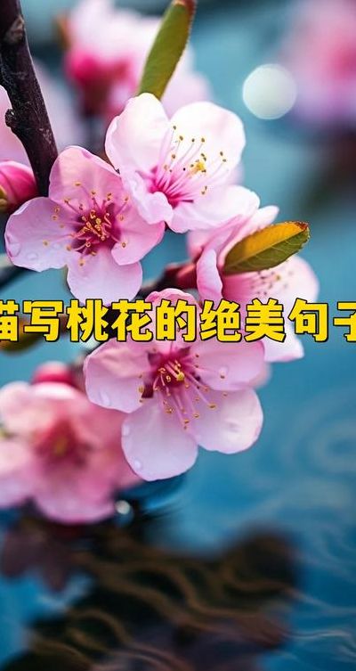 桃花像什么（桃花像什么东西）