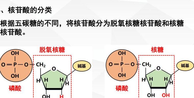 脱氧核糖的内涵意思（脱氧核糖是构成什么的成分）