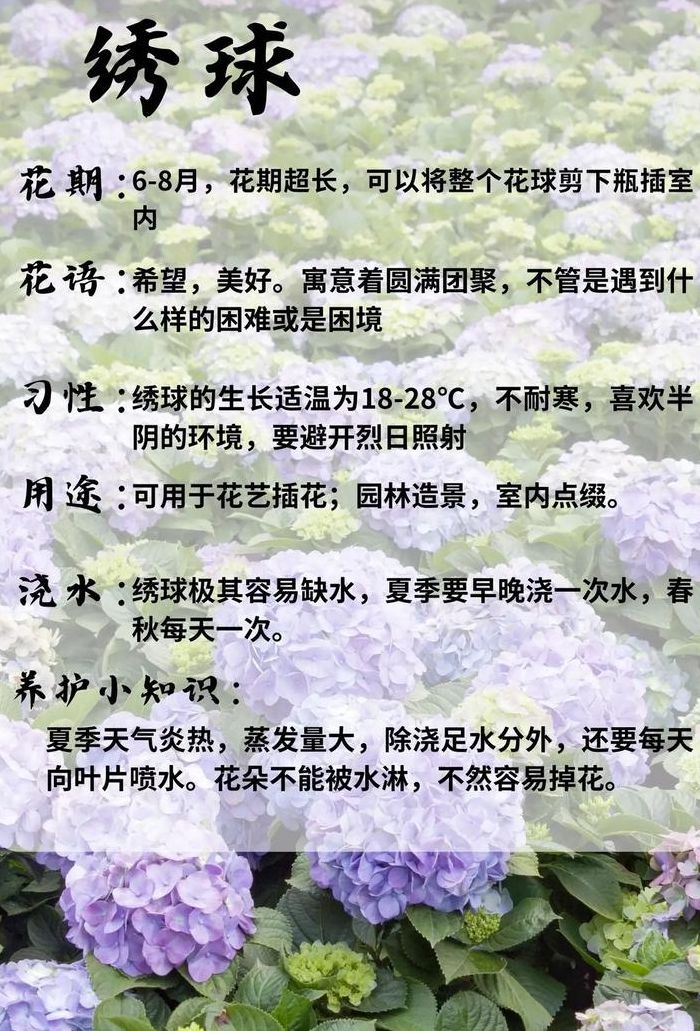 绣球花的花语和寓意（绣球花有毒吗）