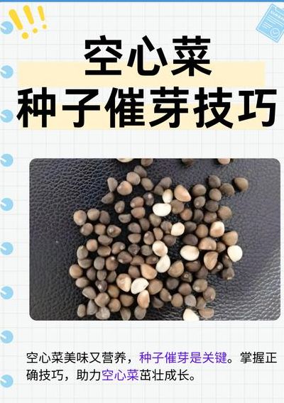 空心菜种子怎么种（空心菜种子怎么种教程）