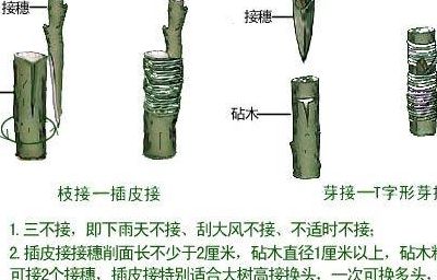 桂花嫁接技术图解（桂花嫁接的方法）