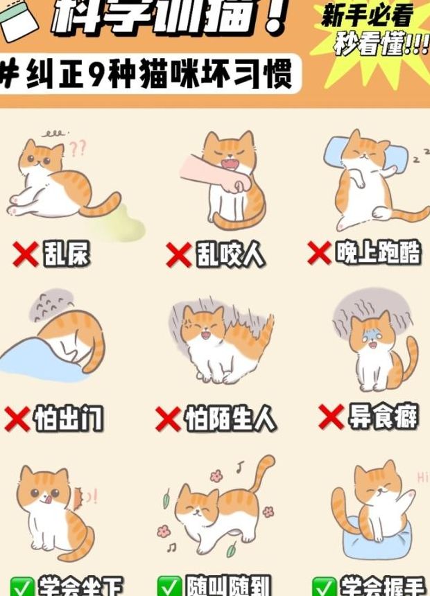 怎么让猫听话（怎么让猫听话不动）