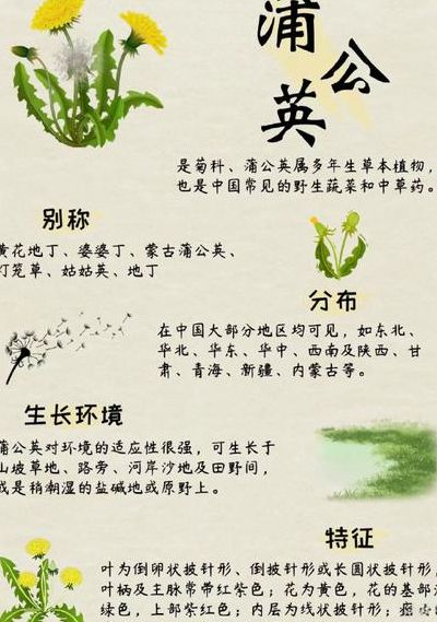 蒲公英的资料和介绍（蒲公英的资料简介）