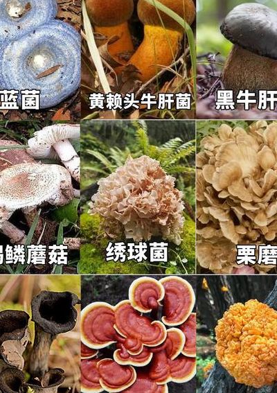 常吃的20种蘑菇的种类（常吃的20种蘑菇的种类图片 野生）