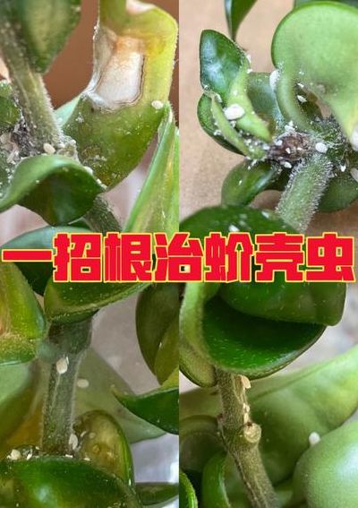 介壳虫怎么根除（介壳虫成虫怎么除）