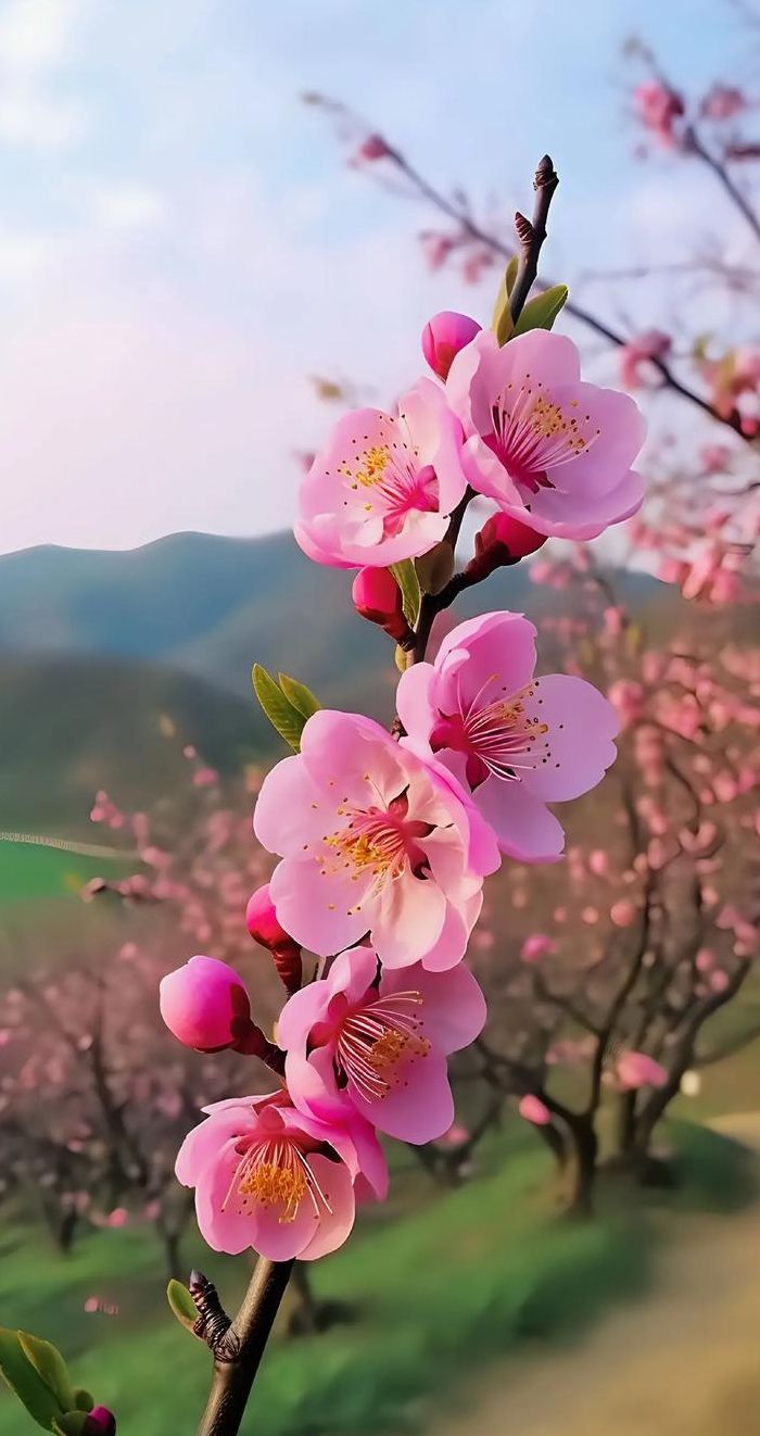 桃花的花语和寓意（白色桃花的花语和寓意）