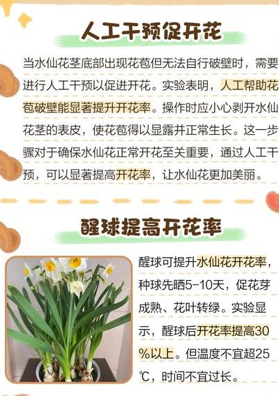 水仙花什么季节开花（水仙花只长叶子不开花怎么办）