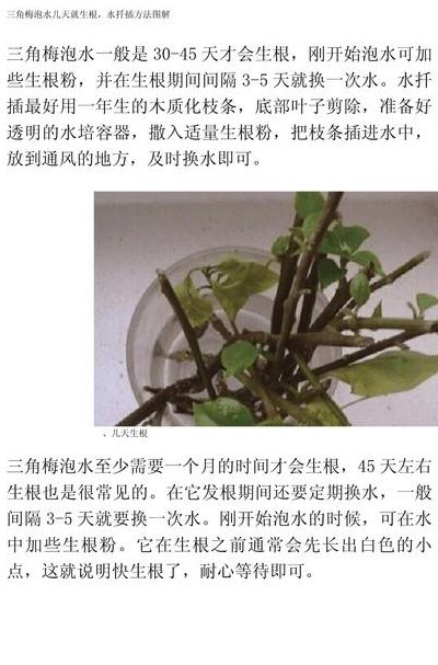 三角梅泡水几天就生根（三角梅泡水几天就生根,水扦插方法图解）